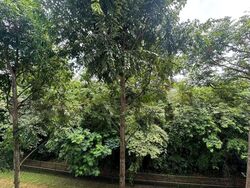 Blk 305 Clementi Avenue 4 (Clementi), HDB 3 Rooms #621220261